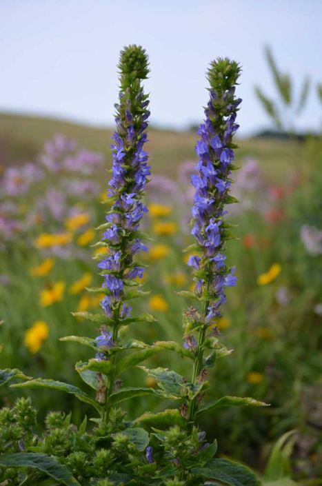 Prairie Moon Nursery - Great Blue Lobelia