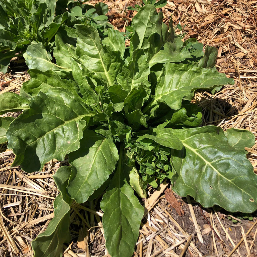 Native Seeds - Magdalena Acelgas