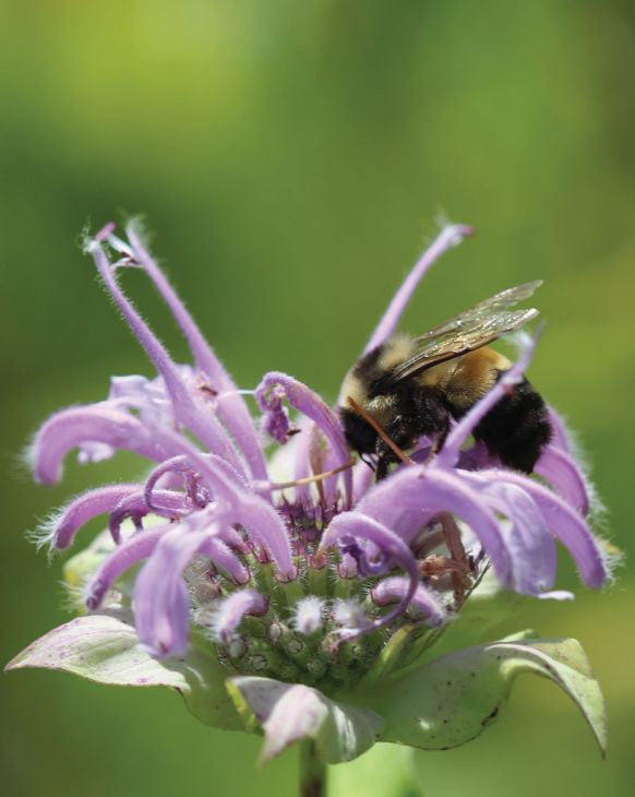 Prairie Moon Nursery - Wild Bergamot