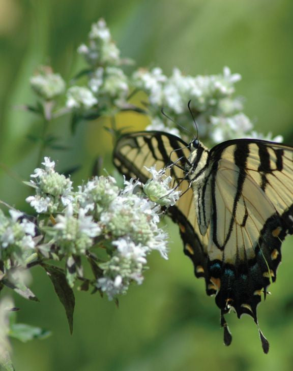 Prairie Moon Nursery - Mountain Mint