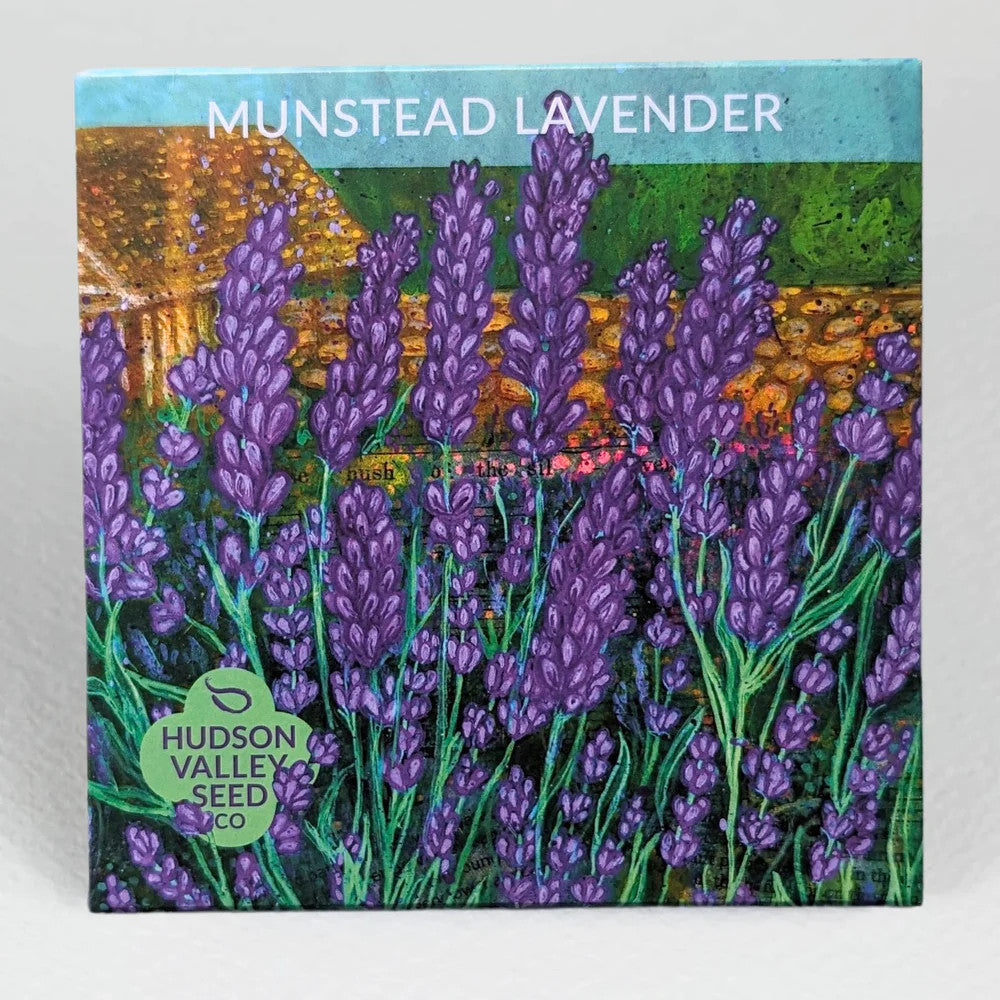 Hudson Valley Seed Library - Munstead Lavender