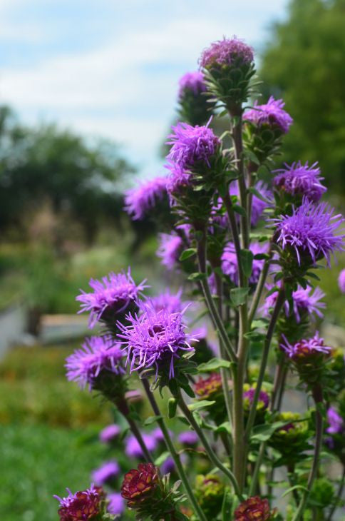 Prairie Moon Nursery - Northern Blazing Star