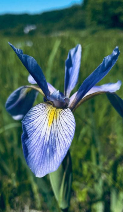 Prairie Moon Nursery - Northern Blue Flag