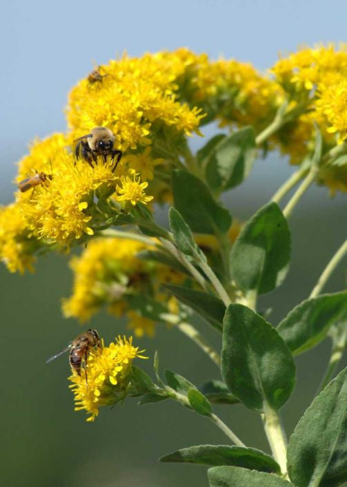 Prairie Moon Nursery - Stiff Goldenrod