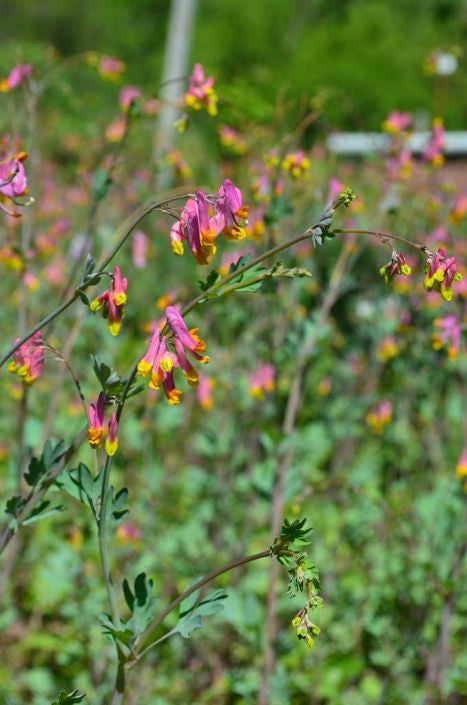 Prairie Moon Nursery - Pale Corydalis