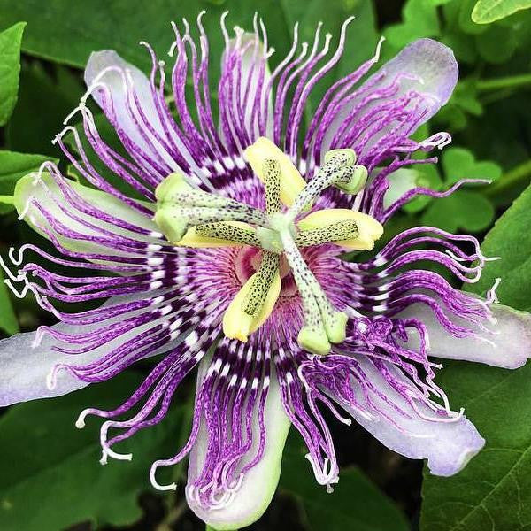 True Love Seeds - Passionflower