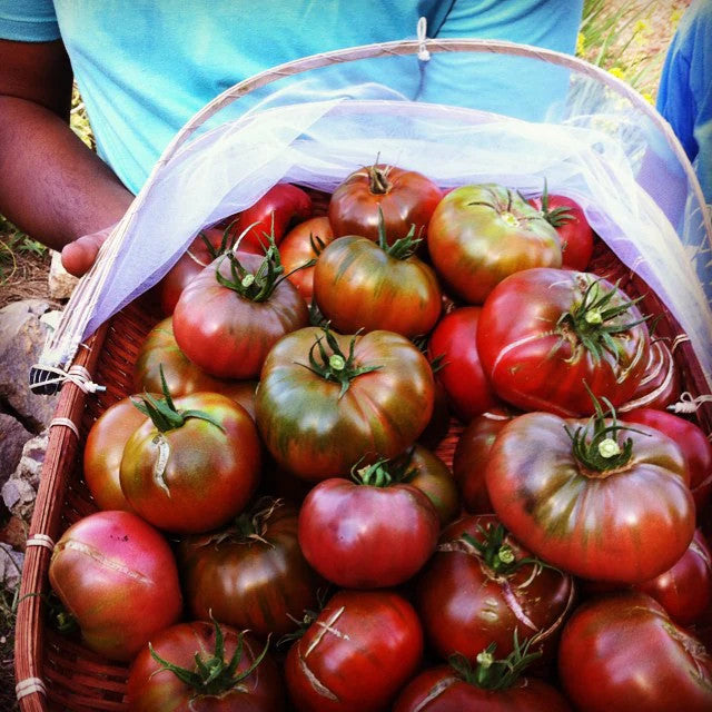 True Love Seeds - Paul Robeson Tomato