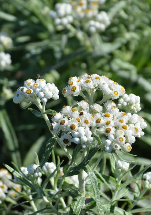 Prairie Moon Nursery - Pearly Everlasting