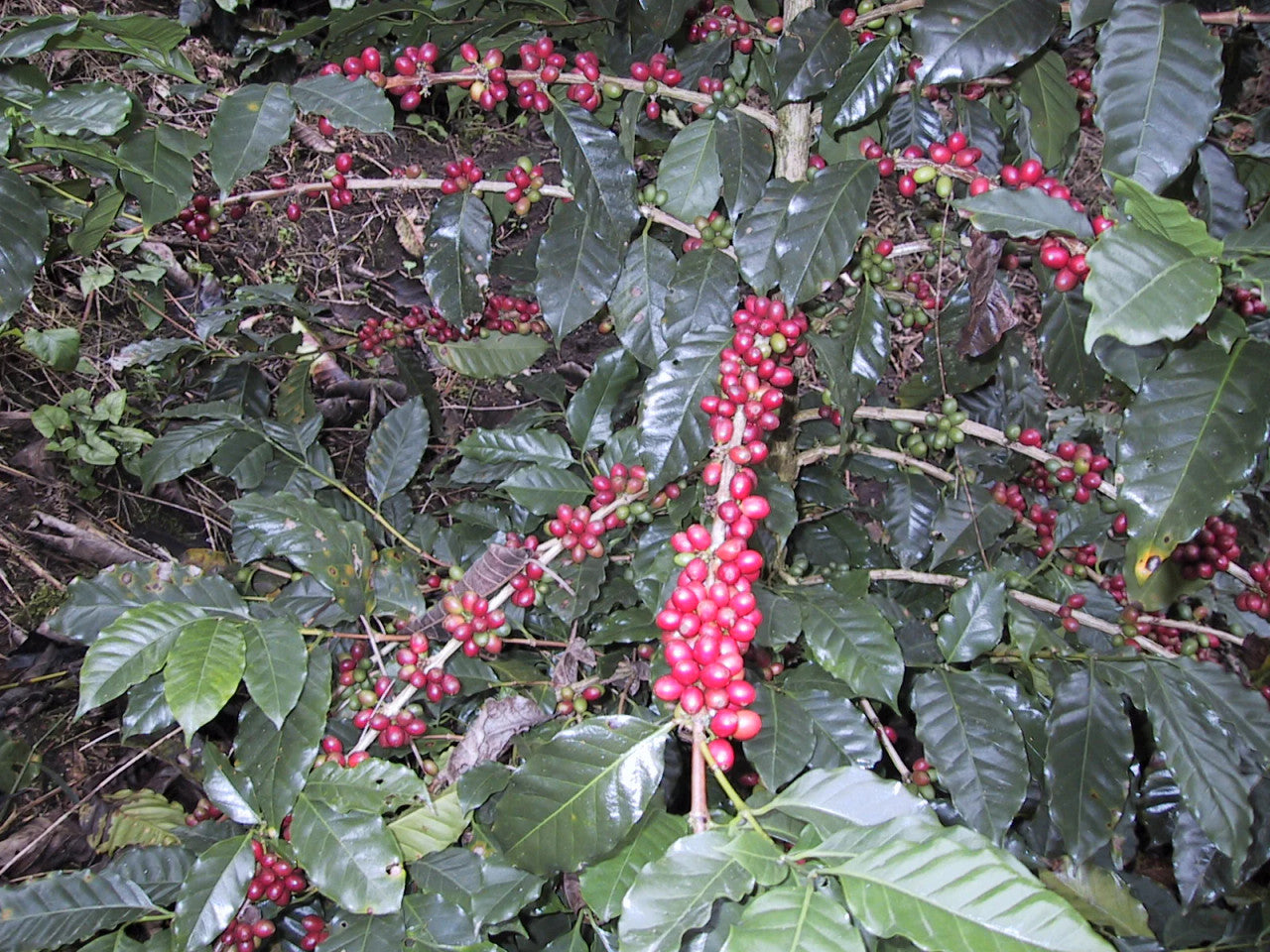 Experimental Farm Network - Arabica Coffee