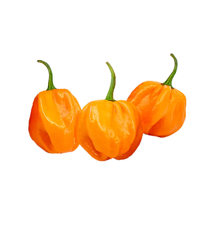 Sandia Seed Company - Scotch Bonnet Orange Pepper