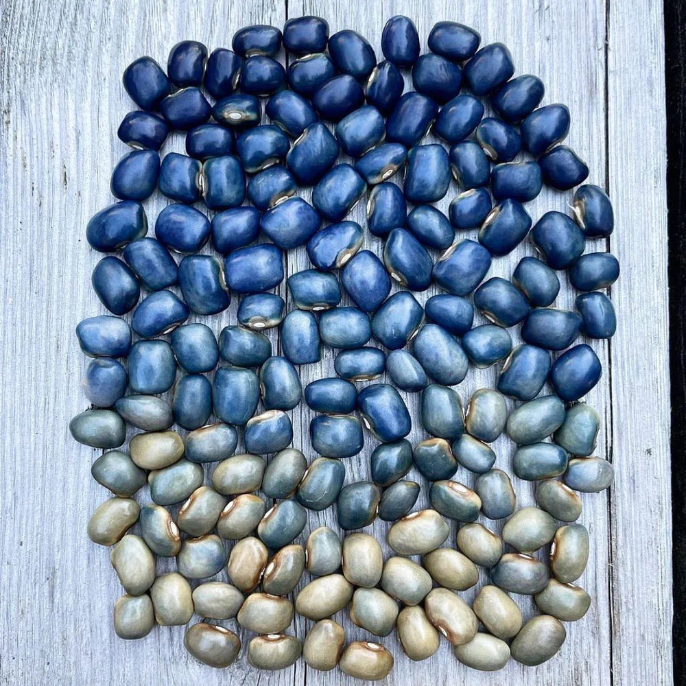 Experimental Farm Network - San Bernardo Blue Bean