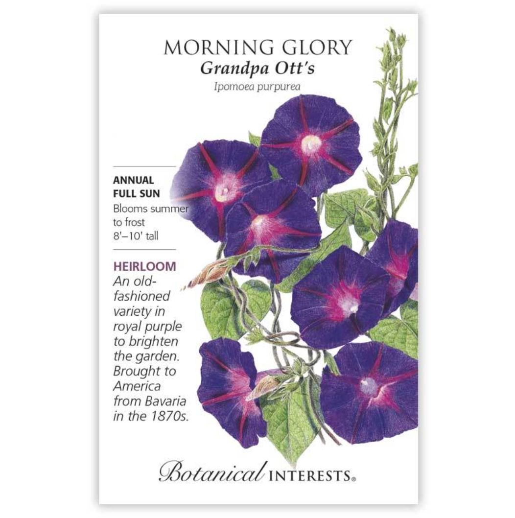 Botanical Interests - Morning Glory Grandpa Otts Seeds