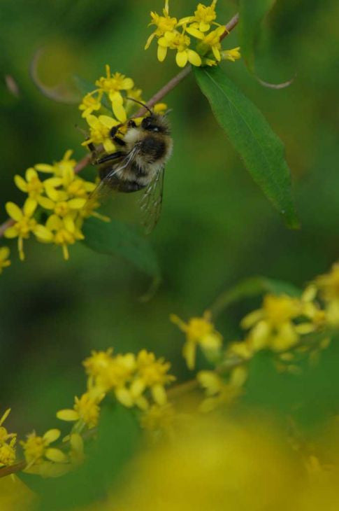 Prairie Moon Nursery - Blue-Stemmed Goldenrod