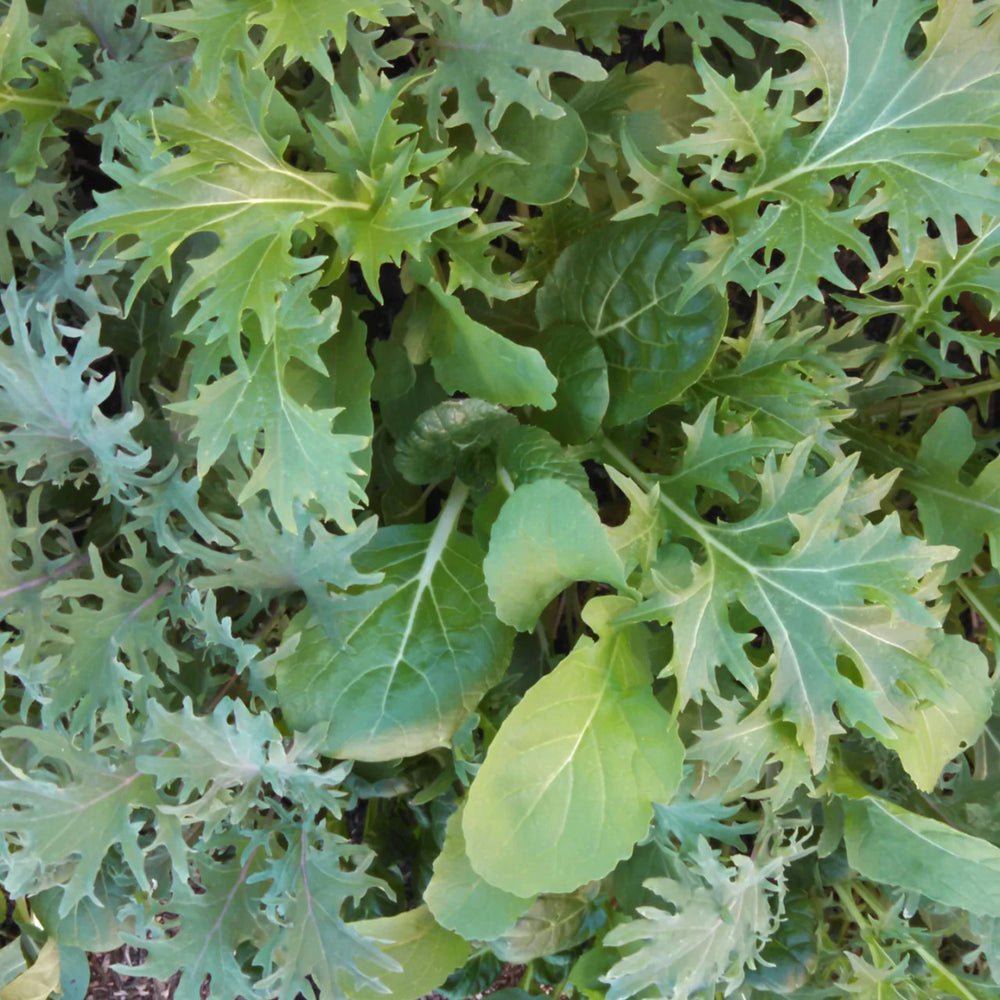 Native Seeds - Stir Fry Mix