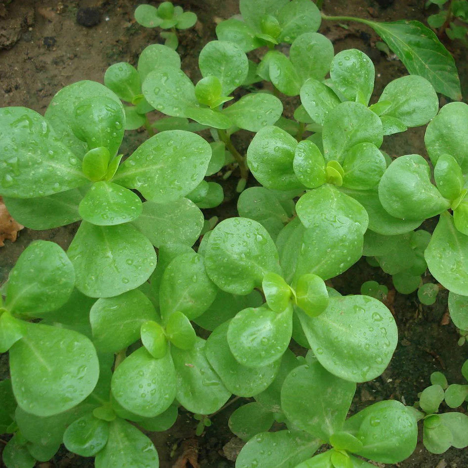 Native Seeds Search - Golden Purslane