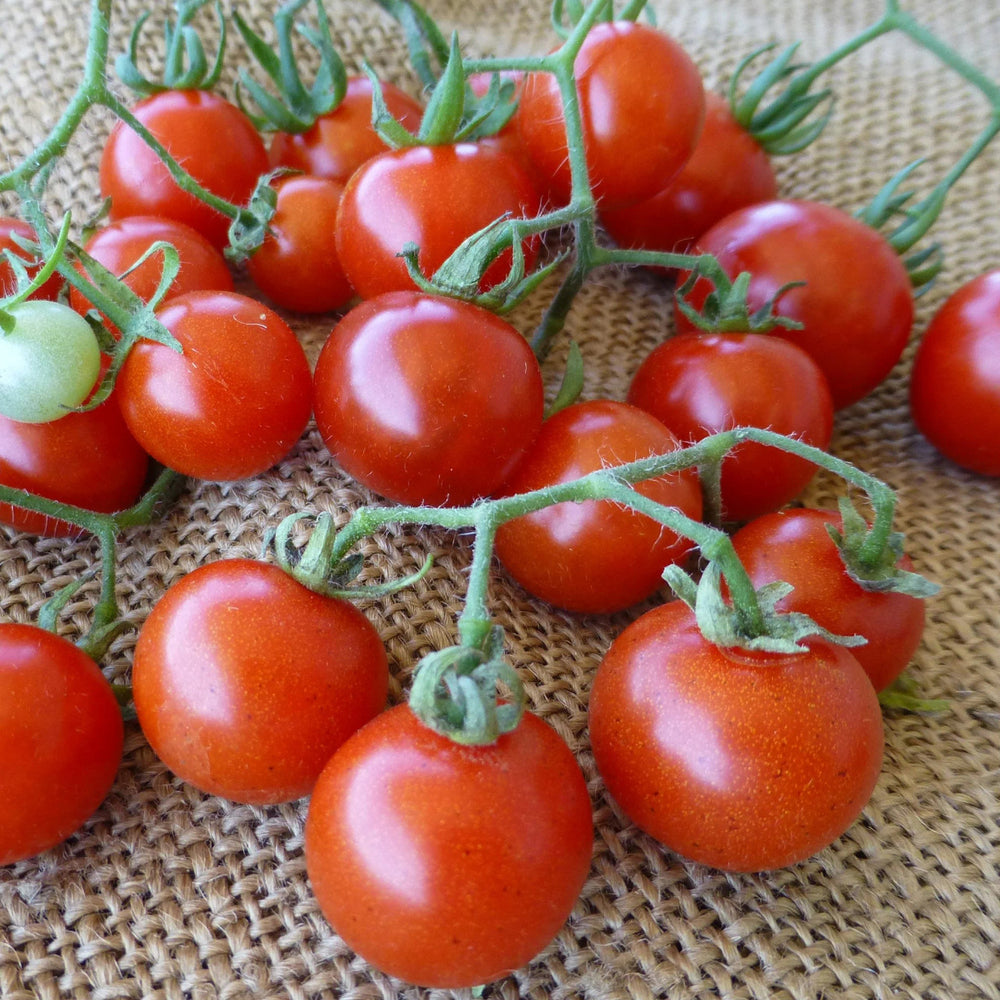 Native Seeds Search - Texas Wild Cherry