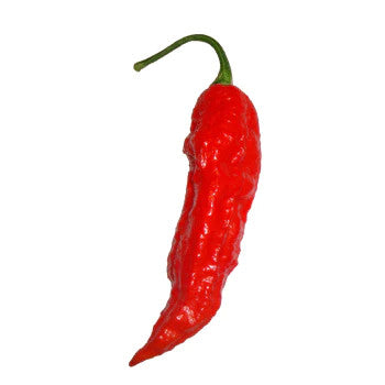 Sandia Seed Company - Tombstone Ghost Pepper