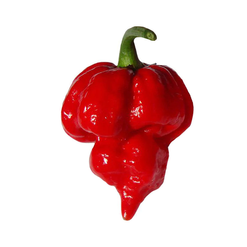 Sandia Seed Company - Trinidad Scorpion Pepper