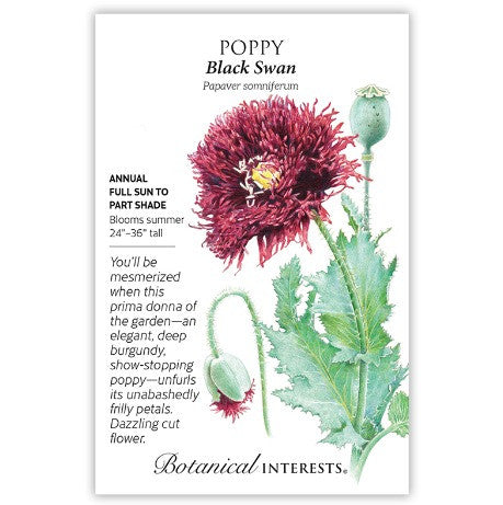 Botanical Interests - Black Swan Poppy