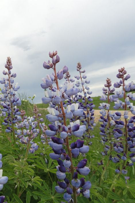 Prairie Moon Nursery - Wild Lupine