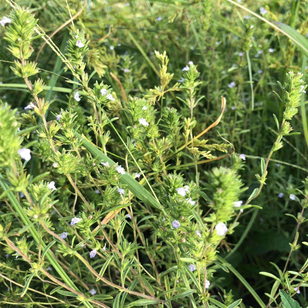 True Love Seeds - Lebanese Za'atar