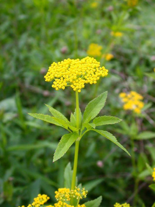 Prairie Moon Nursery - Golden Alexanders