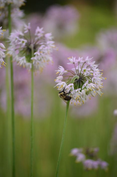 Prairie Moon Nursery - Nodding Onion