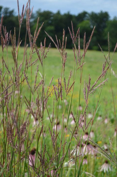 Prairie Moon Nursery - Big Bluestem