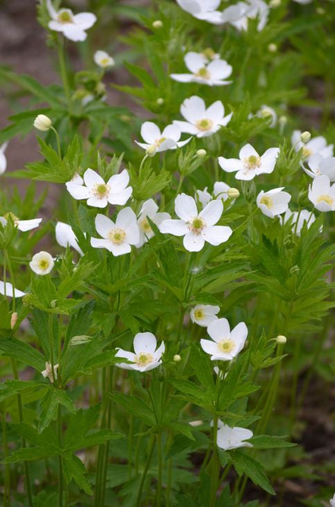 Prairie Moon Nursery - Canada Anemone