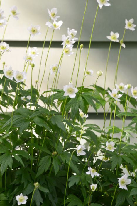 Prairie Moon Nursery - Tall Thimbleweed