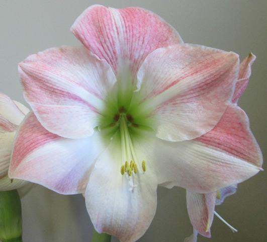 Hippeastrum Holland 'Apple Blossom' Amaryllis Bulb