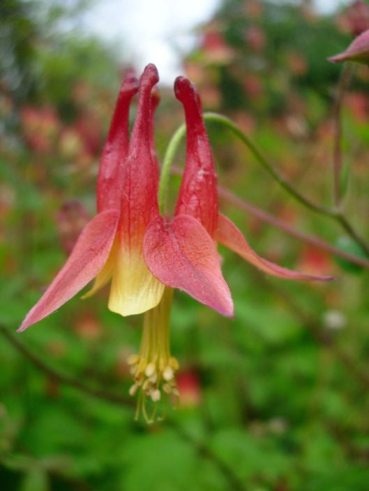 Prairie Moon Nursery - Columbine