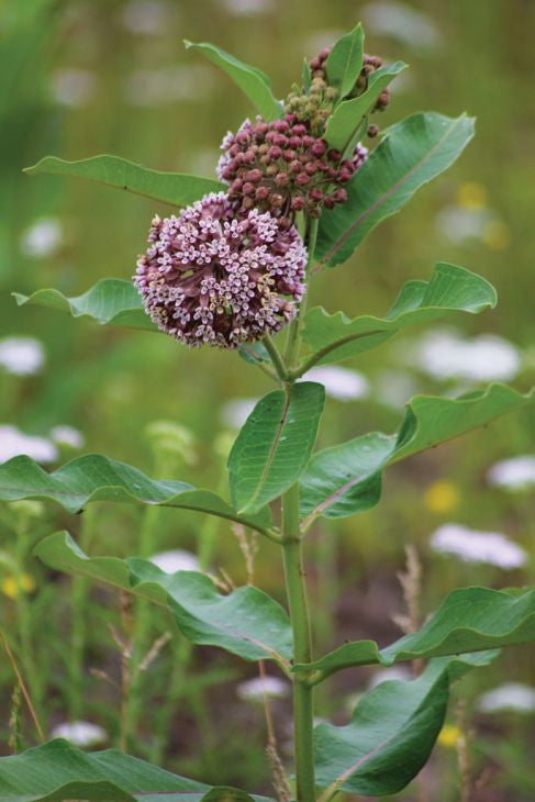 Prairie Moon Nursery - Common Milkweed