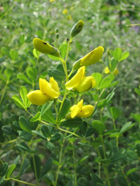 Prairie Moon Nursery - Small Yellow Wild Indigo