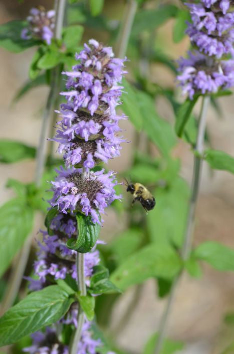 Prairie Moon Nursery - Downy Wood Mint