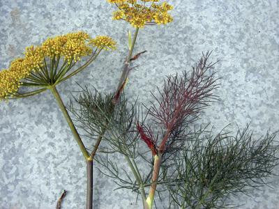 Southern Exposure Seed Exchange - Bronze Fennel