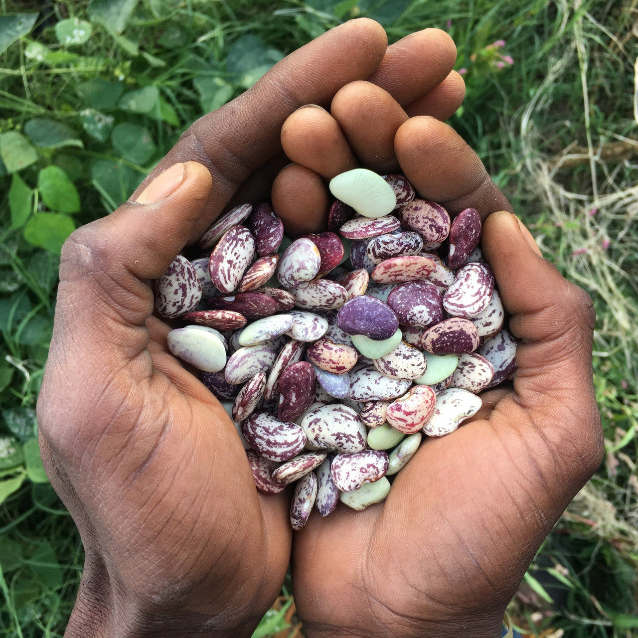 True Love Seeds - Brown Speckled Butterbeans