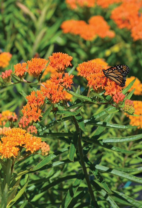 Prairie Moon Nursery - Butterfly Weed