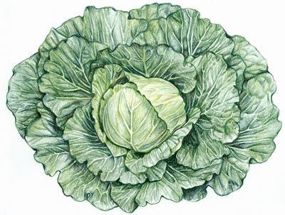 Southern Exposure Seed Exchange - Golden Acre Cabbage