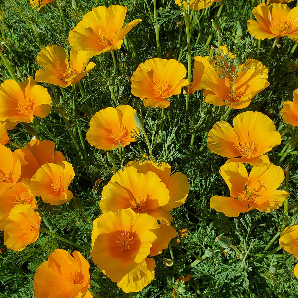 Native Seeds Search - California Poppy