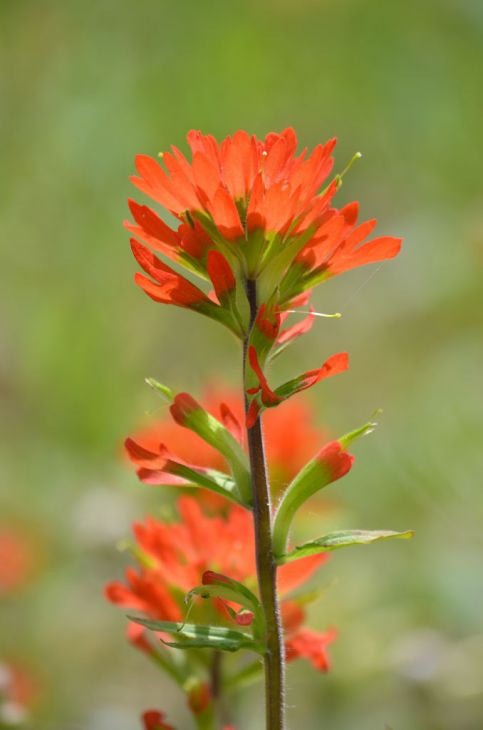 Prairie Moon Nursery - Indian Paintbrush