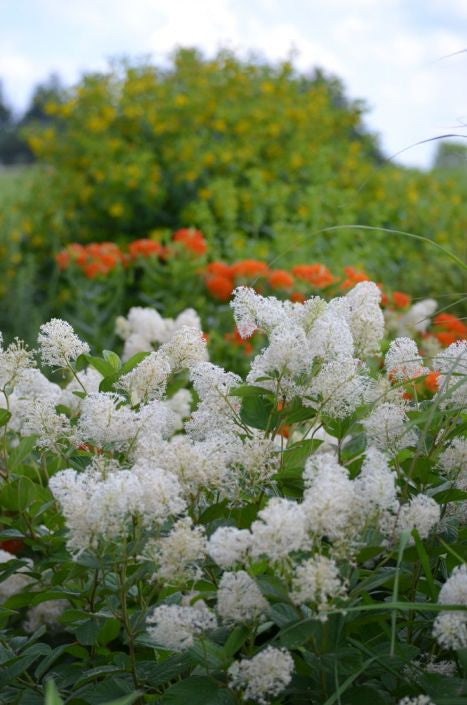 Prairie Moon Nursery - New Jersey Tea