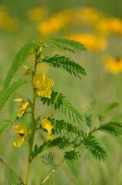 Prairie Moon Nursery - Partridge Pea