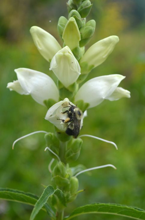 Prairie Moon Nursery - Turtlehead