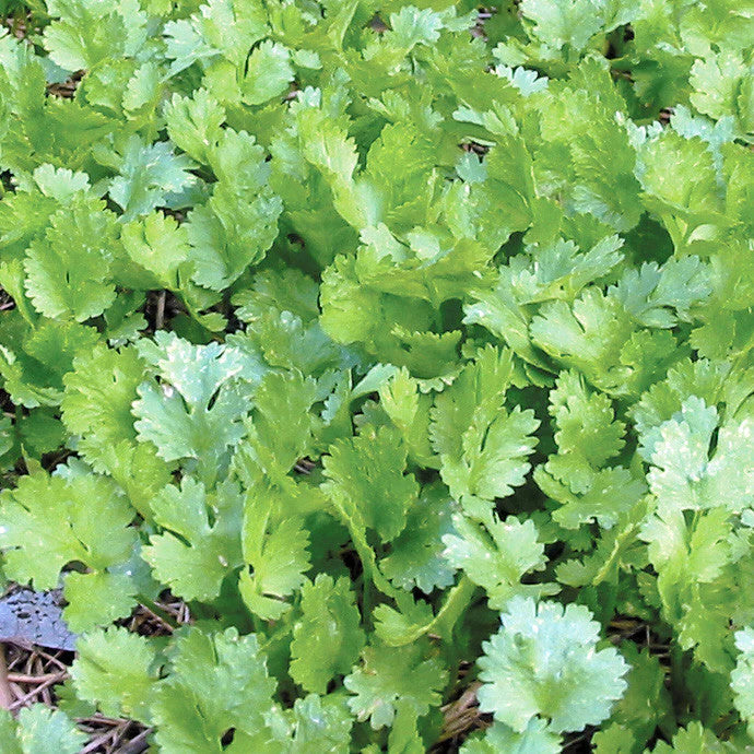 Native Seeds Search - Calypso Cilantro