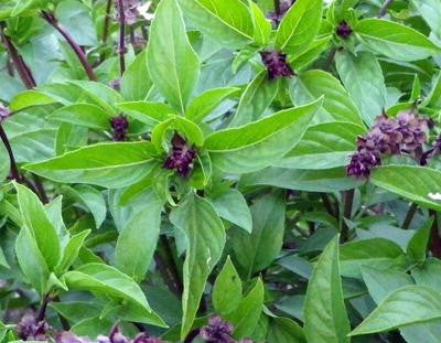 Southern Exposure Seed Exchange - Cinnamon Basil