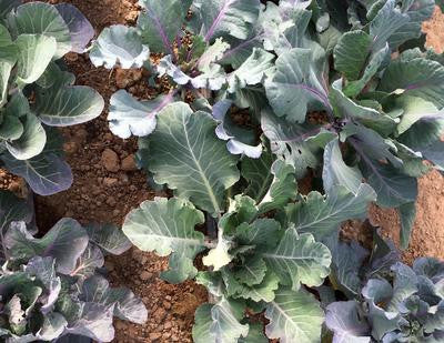 Southern Exposure Seed Exchange - Alabama Blue Collard