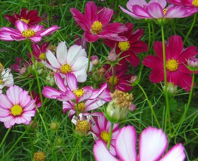 Southern Exposure Seed Exchange - Cosmos Picotee