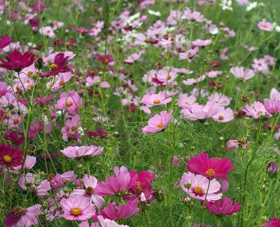 Southern Exposure Seed Exchange - Cosmos, Sensation Mix