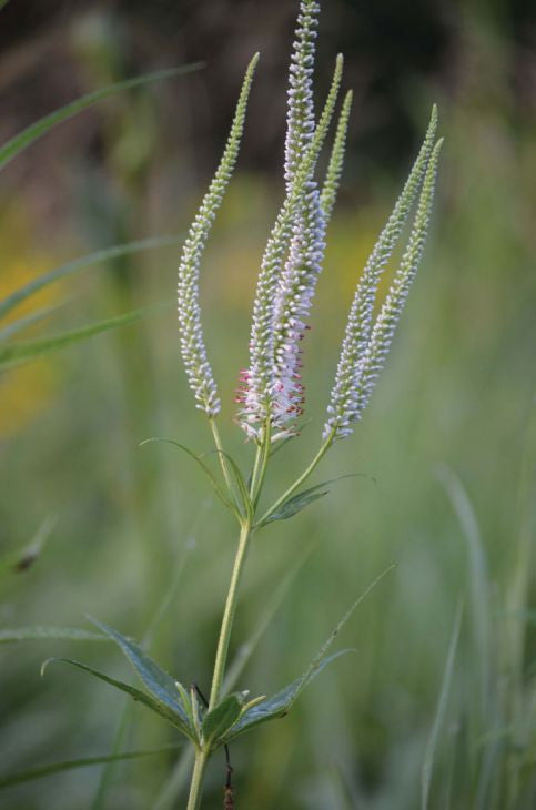 Prairie Moon Nursery - Culver's Root